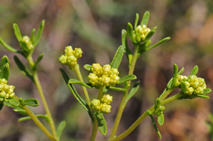 Southern Goldenbush blooms from June or July to September or October particularly if summer rainfall is adequate. Isocoma pluriflora